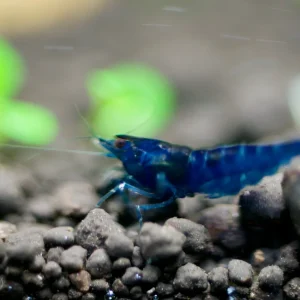 Blue Dream