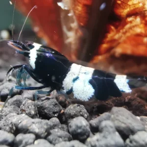 Panda (Taiwan Bee)