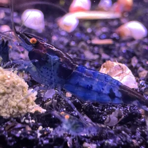 Blue Dream OE (Orange Eyes)